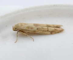 Blastobasis lacticolella