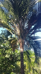 Ravenea sambiranensis