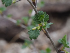 Grossulariaceae