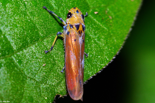 Bhabhat Insect Genus Bharata · iNaturalist