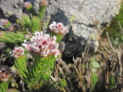 Sorocephalus lanatus