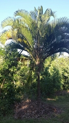 Ravenea sambiranensis