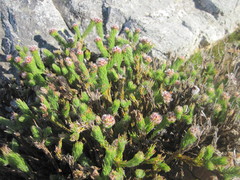 Sorocephalus lanatus