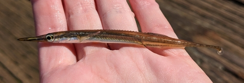 Tube-snout (Aulorhynchus flavidus) — Aulorhynchidae — 2