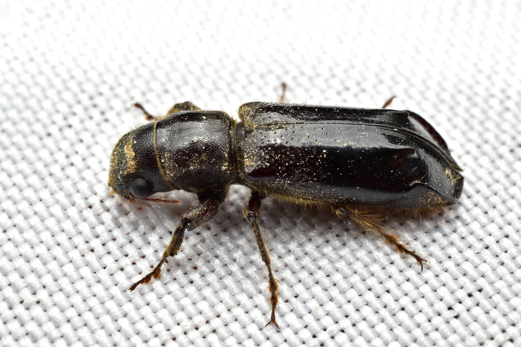 Melalgus exesus