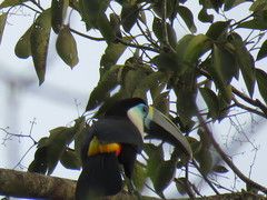 Ramphastos vitellinus