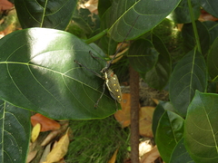 Batocera rubus