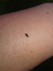 Spanagonicus albofasciatus