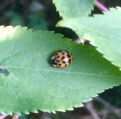 Harmonia axyridis