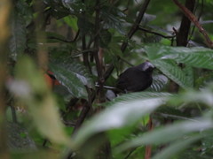Myrmoborus leucophrys
