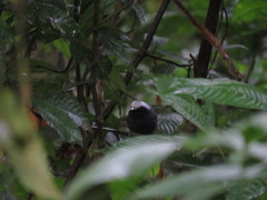 Myrmoborus leucophrys