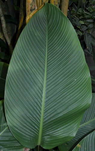 Goeppertia burle-marxii