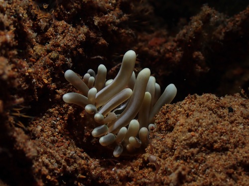 Photo of Long tentacle anemone (Macrodactyla doreensis)