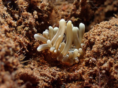 Photo of Long tentacle anemone (Macrodactyla doreensis)