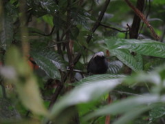 Myrmoborus leucophrys
