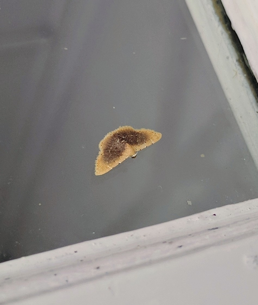 Enispa flavicincta