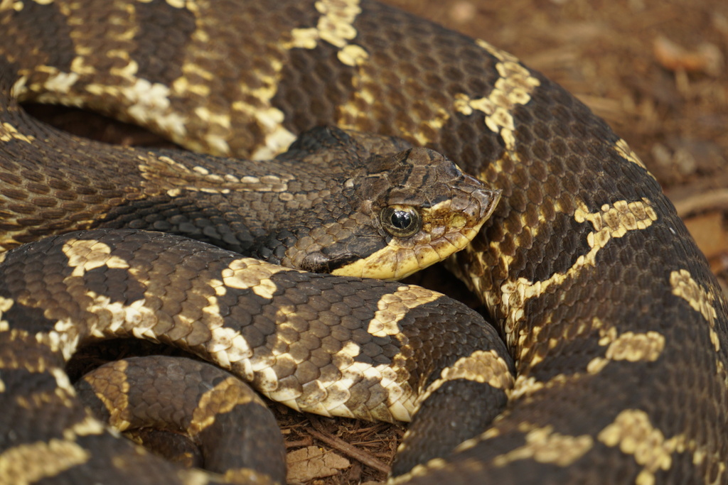 Eastern Hognose Snake from Spyglass Dr, Austin, TX, US on April 1, 2023 ...