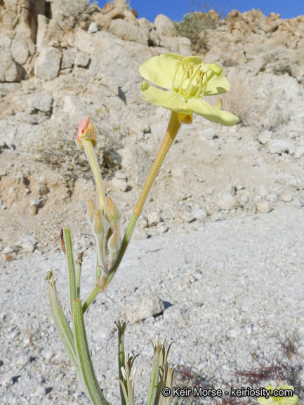 Chylismia arenaria