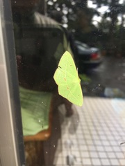 Tanaoctenia haliaria