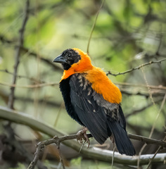 Black Bishop photo 3