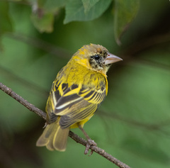 Vitelline Masked Weaver photo 4
