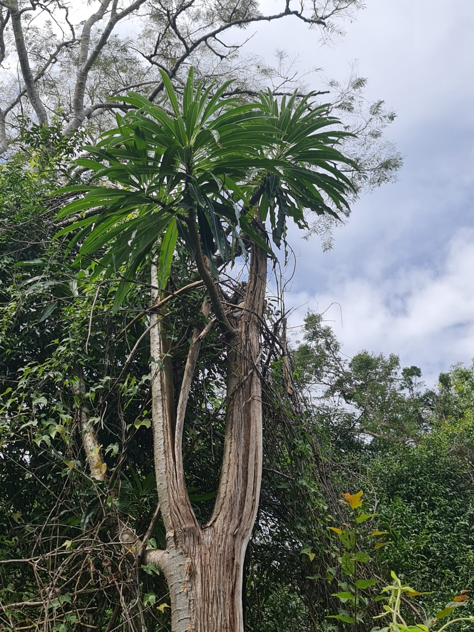 Imagem de Pachypodium