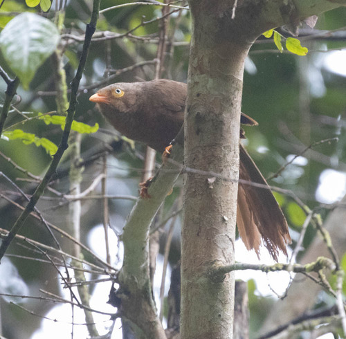Orange-billed Babbler (Argya rufescens), photo 4