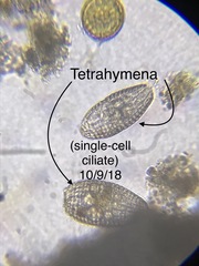 Colepidae