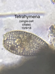 Colepidae