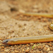 Limbless Skinks - Photo (c) Armand Kok, some rights reserved (CC BY-ND)
