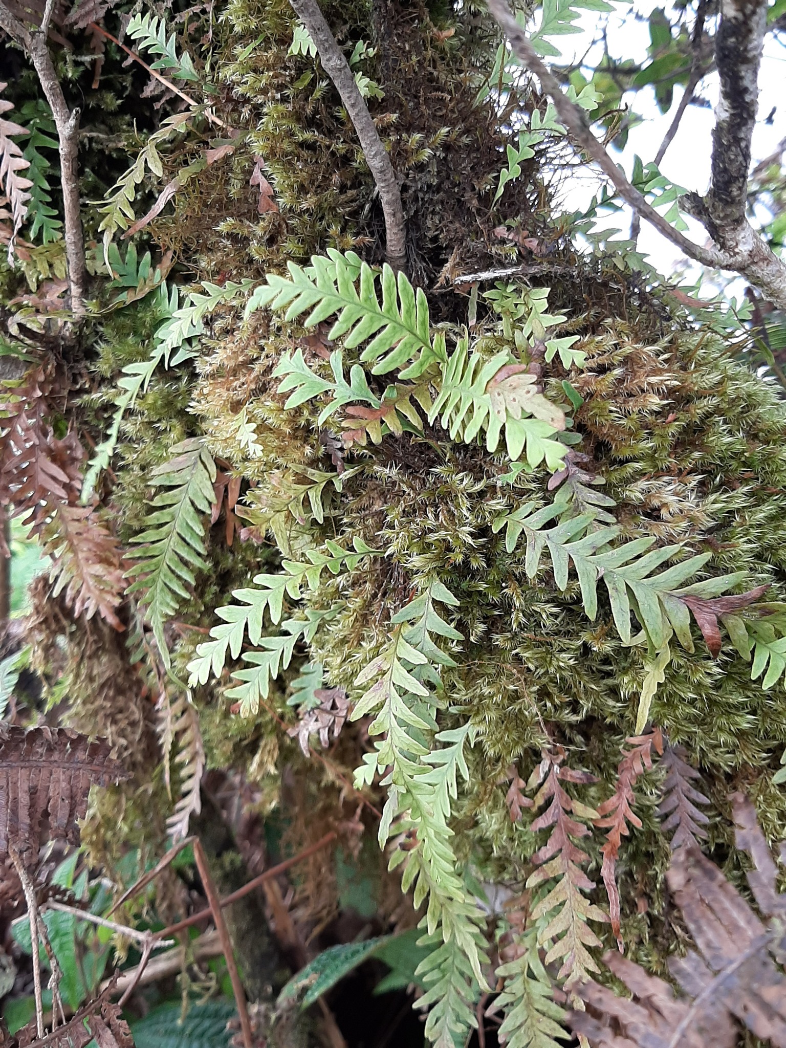 Adenophorus pinnatifidus var. rockii