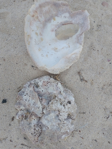 Giant Foam Oyster