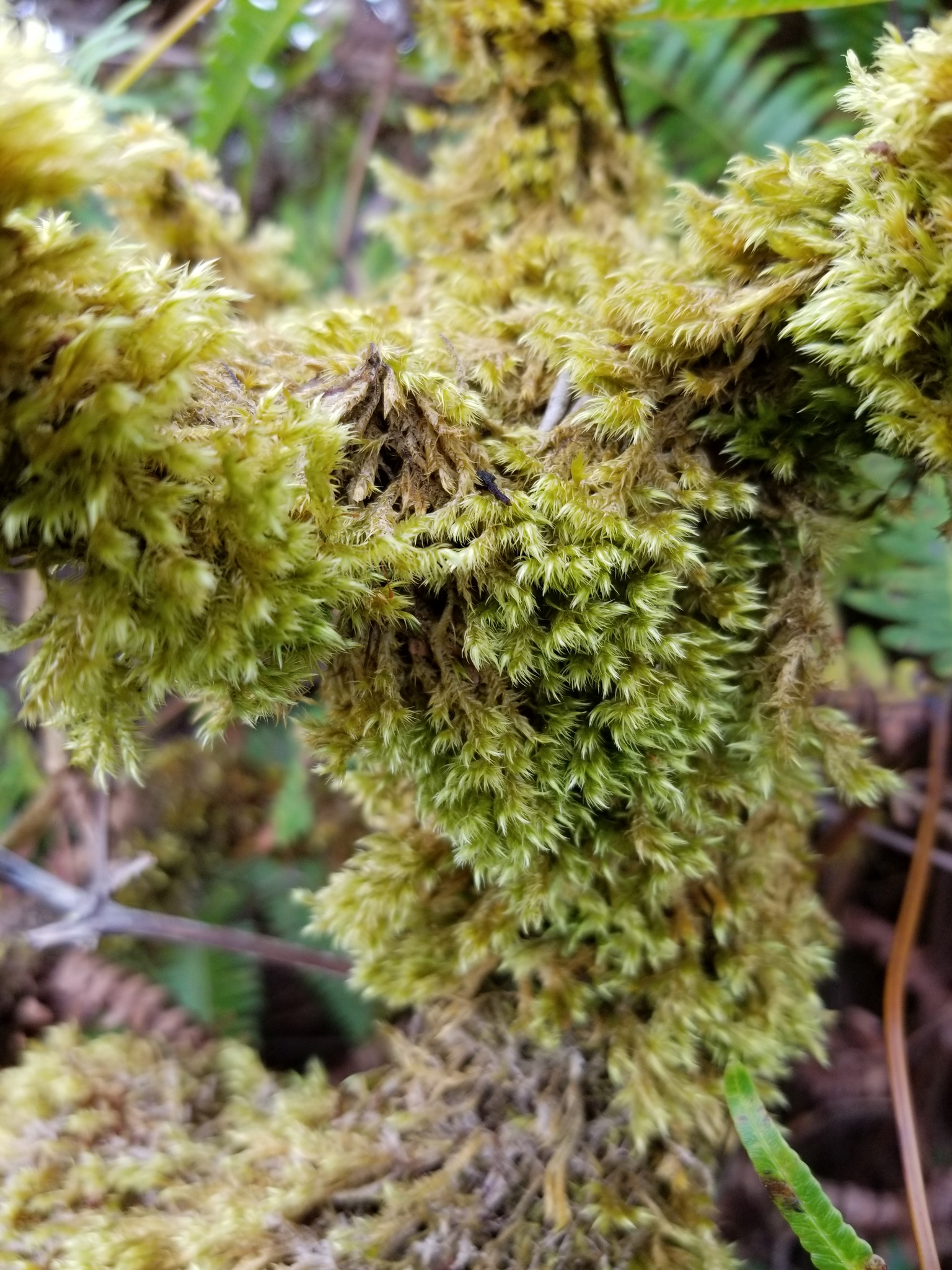 Acroporium fuscoflavum