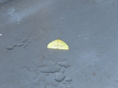 Heterolocha