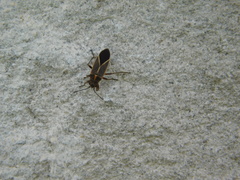 Ochrimnus lineoloides