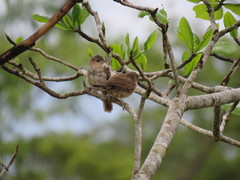 Phacellodomus rufifrons