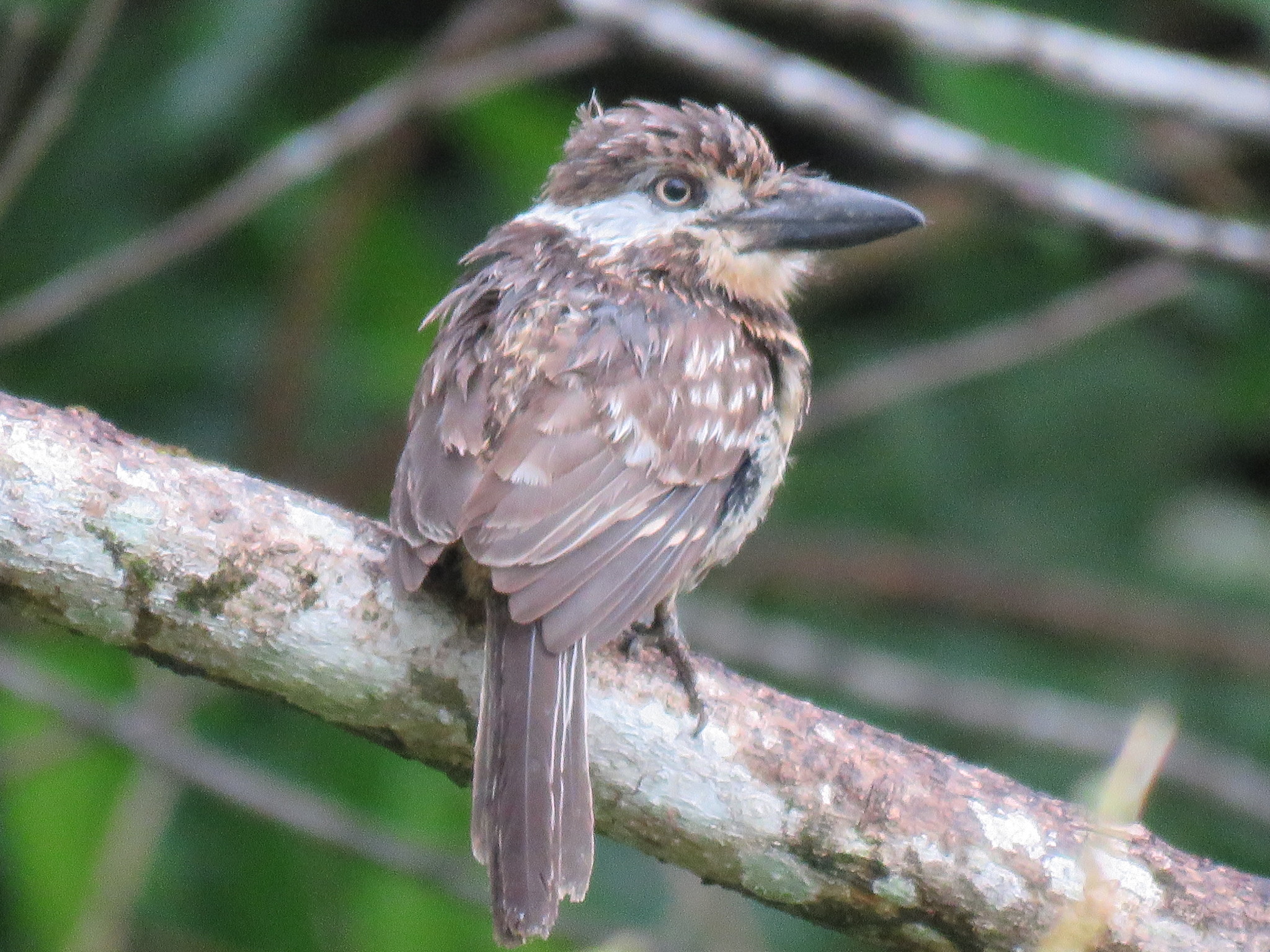 Two-banded Puffbird (Hypnelus bicinctus), photo 5