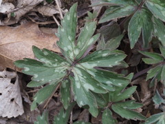 Hydrophyllum virginianum