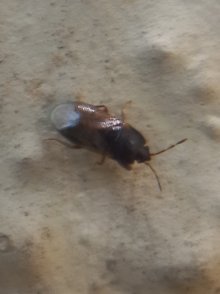 Dasythisus