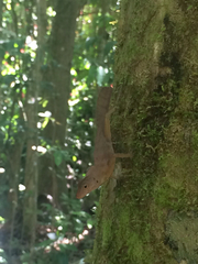 Anolis cristatellus cristatellus
