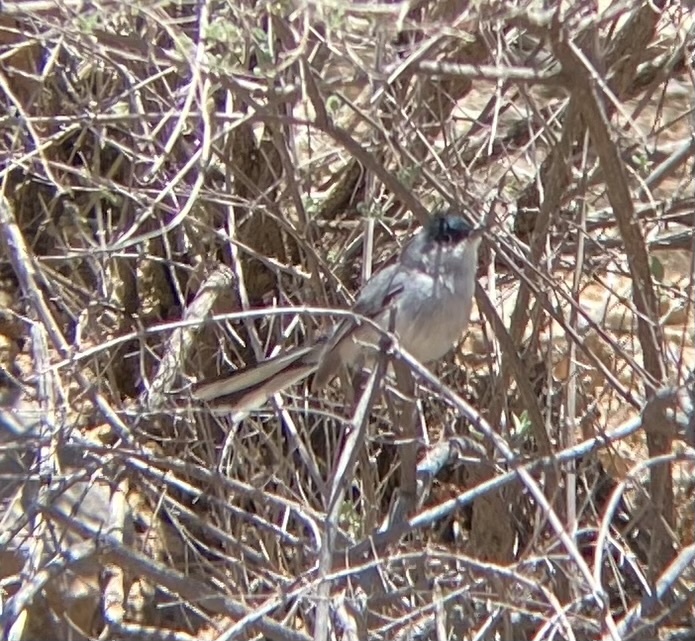 Black-capped Gnatcatcher illustration
