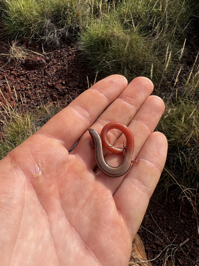 Pilbara Flame-Tailed Slider
