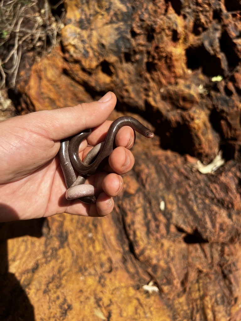 Gane's Blind Snake