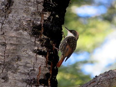 Pygarrhichas albogularis