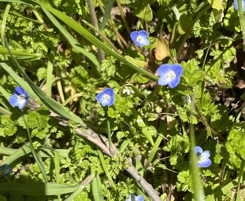 iNaturalist observation photo of bird's-eye speedwell
