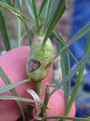 Neolasioptera lathami