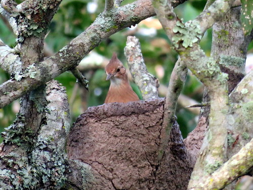 Furnarius cristatus