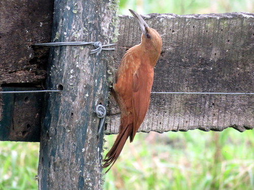 Xiphocolaptes major