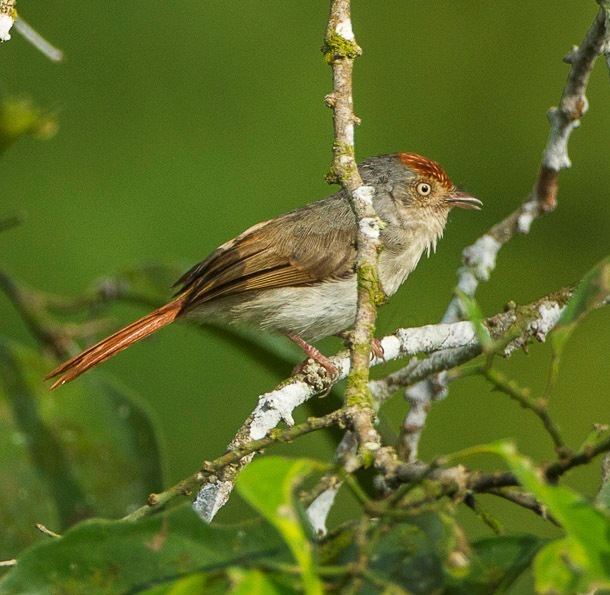 Chestnut-capped Flycatcher illustration