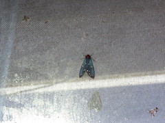 Taicallimorpha albipuncta